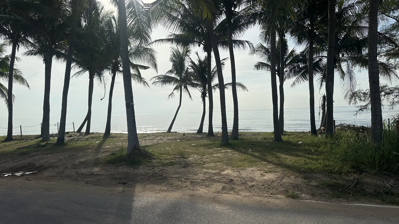 Coconut palms along the beach
