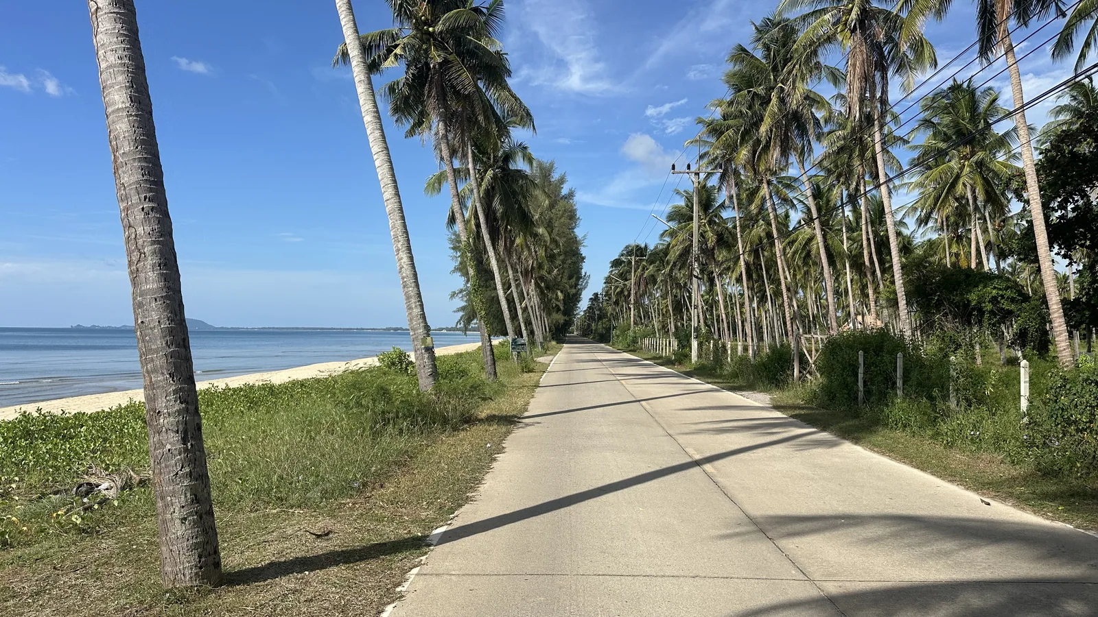 The coastal road beneath the coconut palms