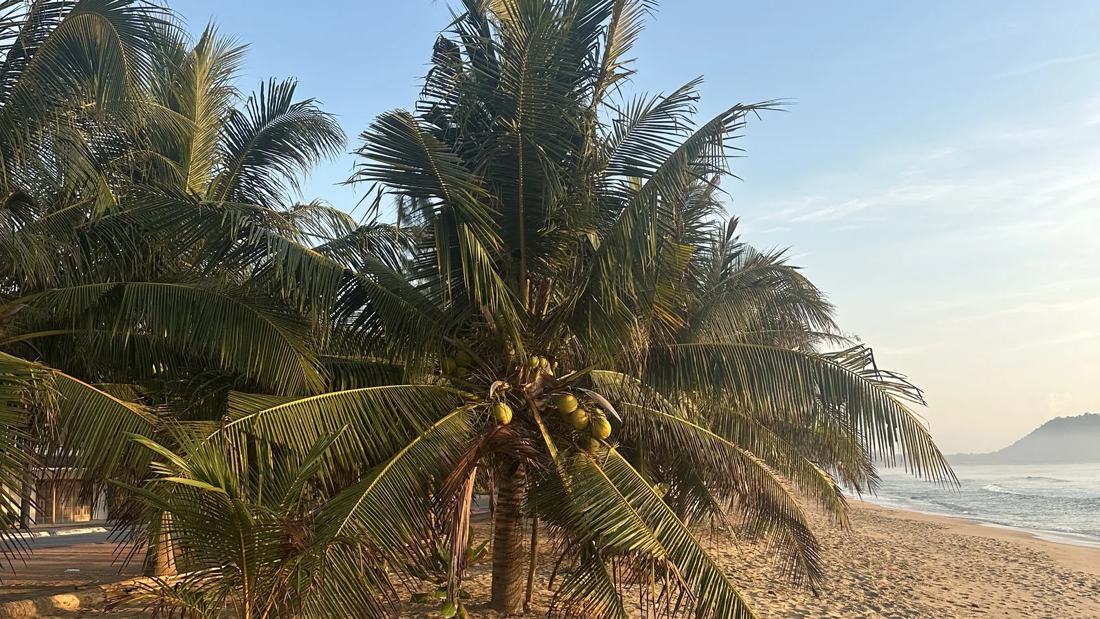 Coconut palm on the beach in morning light