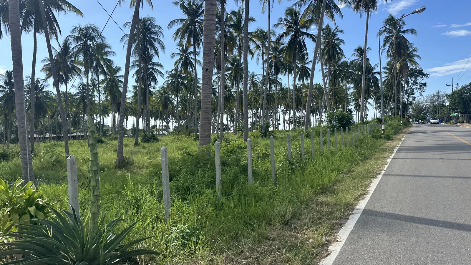 La route à travers les cocoteraies