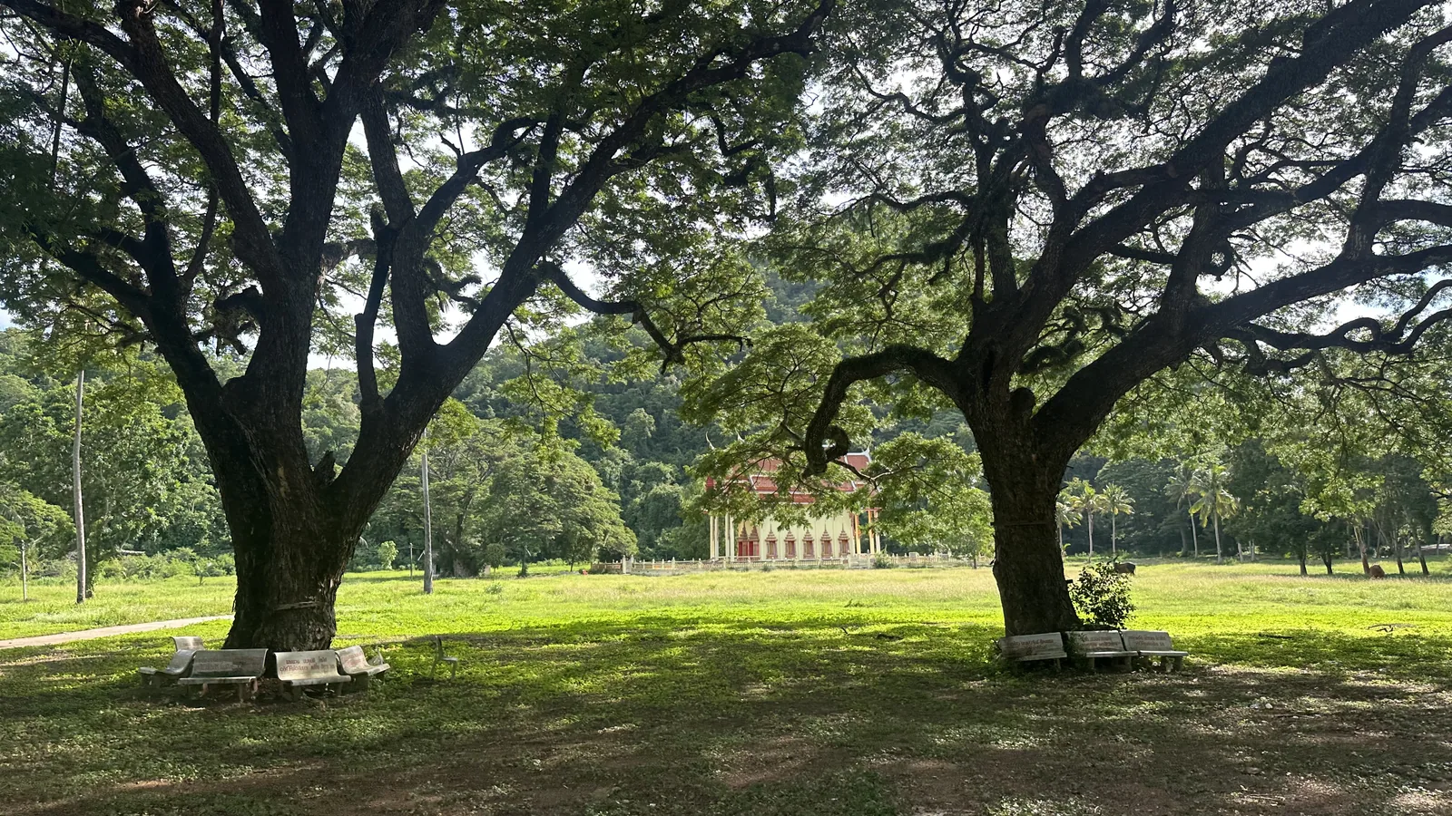 Temple grounds with large rain trees
