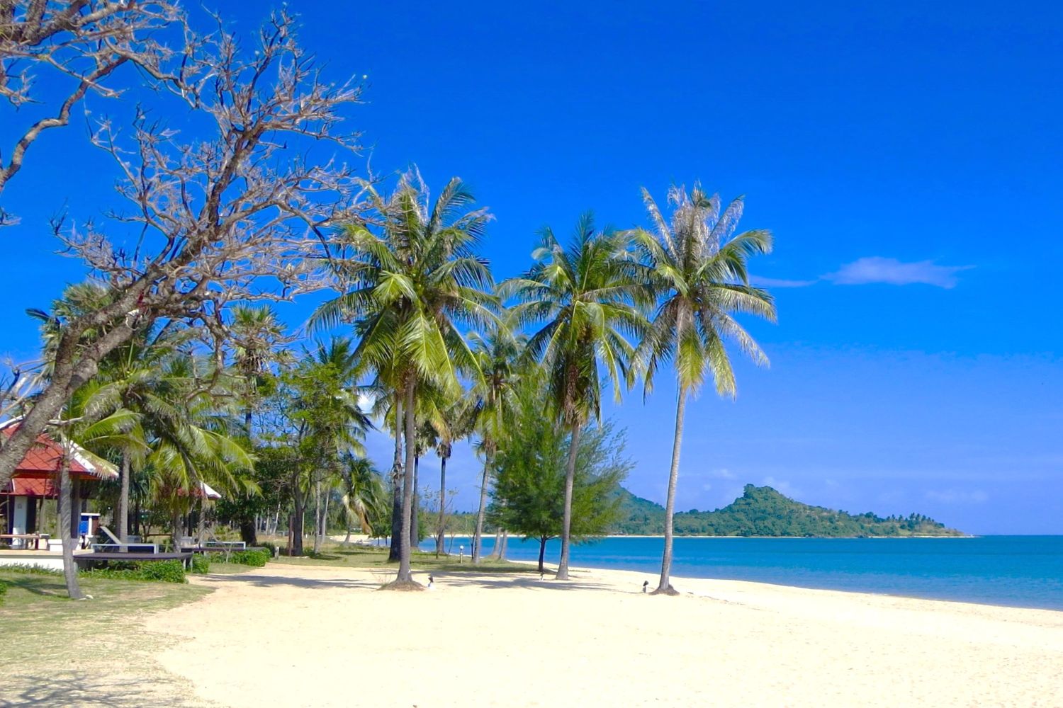 Ban Krut beach with palms