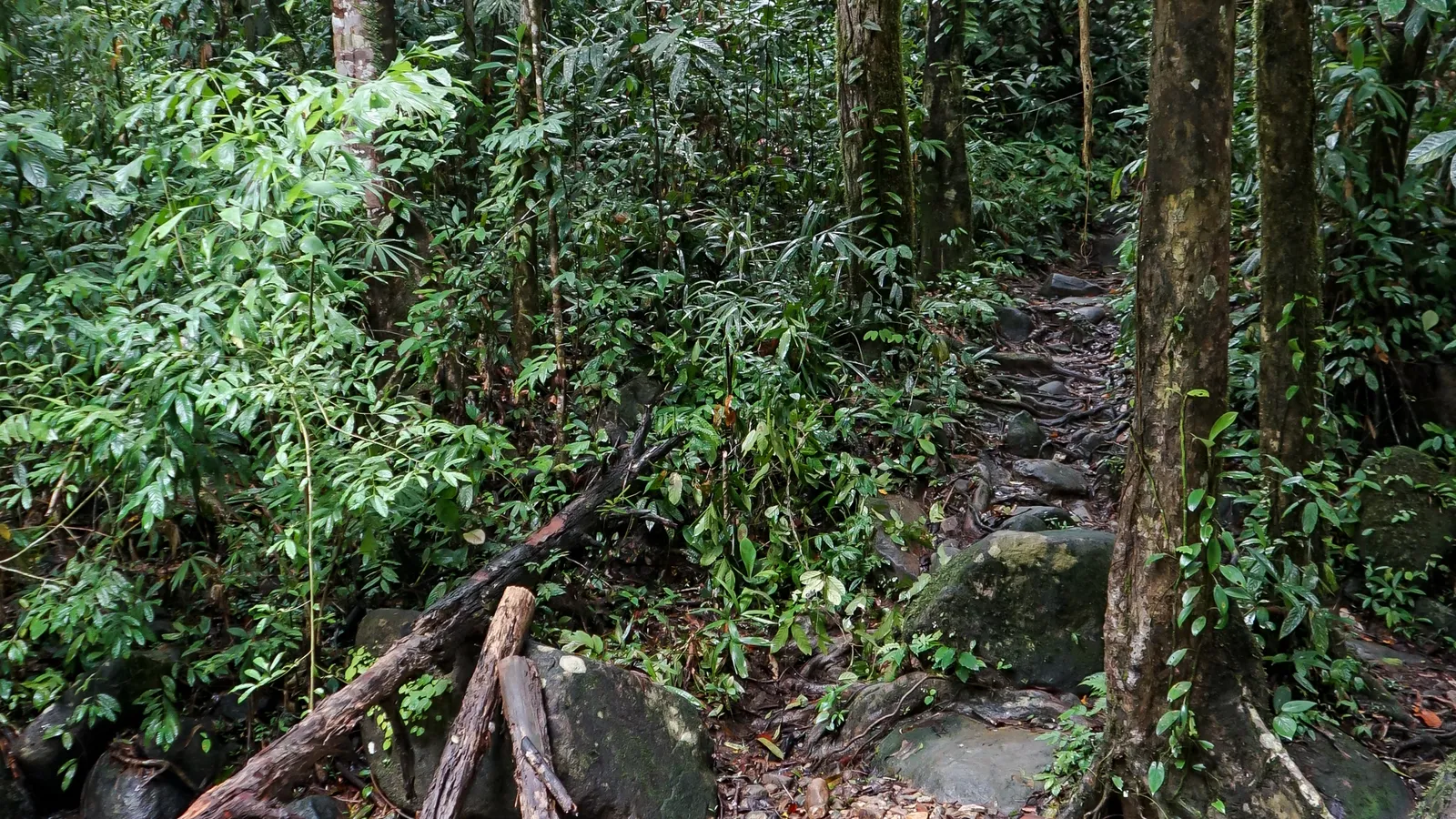 Kalksteinklippen über dem Wald von Khao Sok