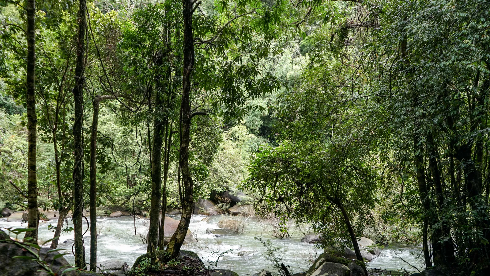 Regenwald im Nationalpark Khao Sok
