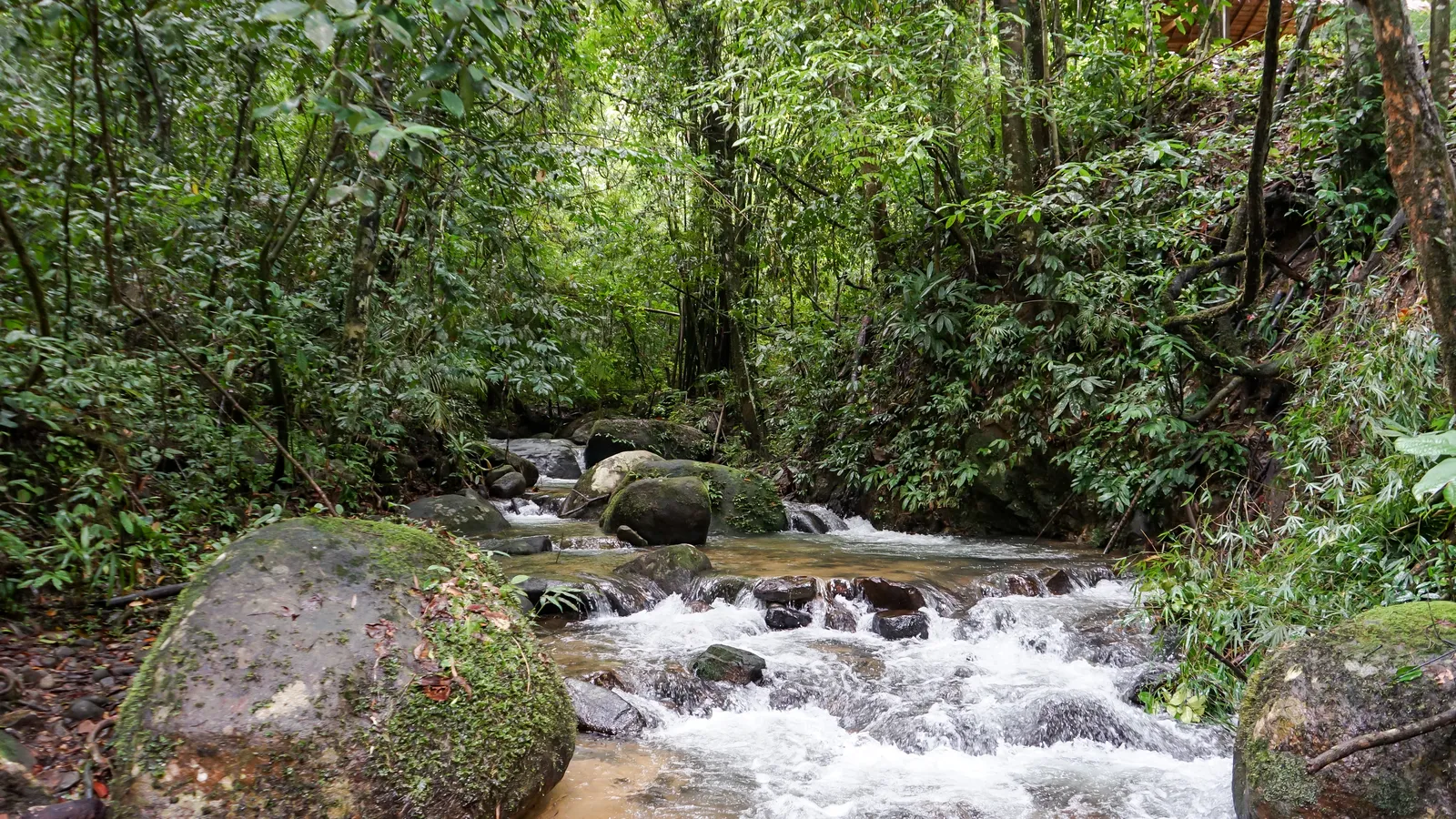 Elv i Khao Sok nasjonalpark